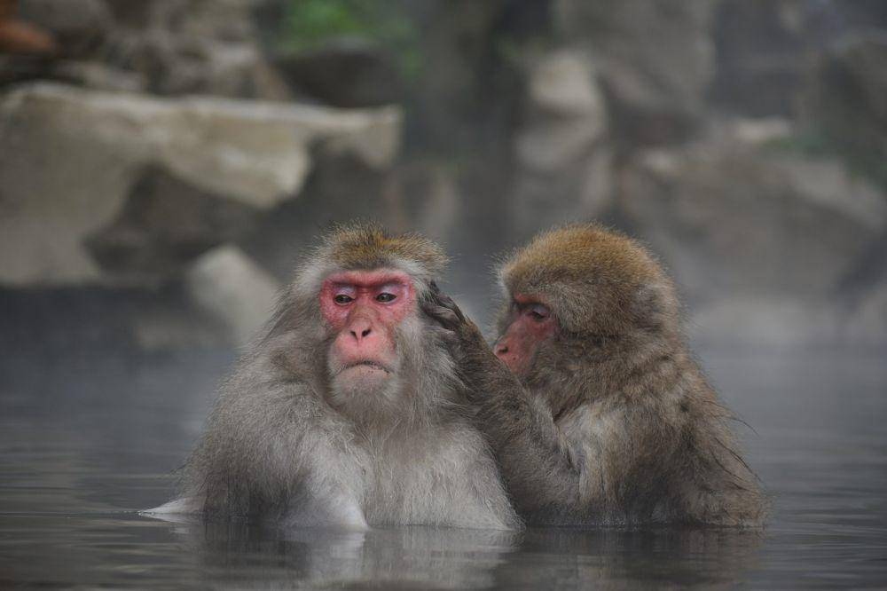 Monyet jepang (pixabay.com/Santa)