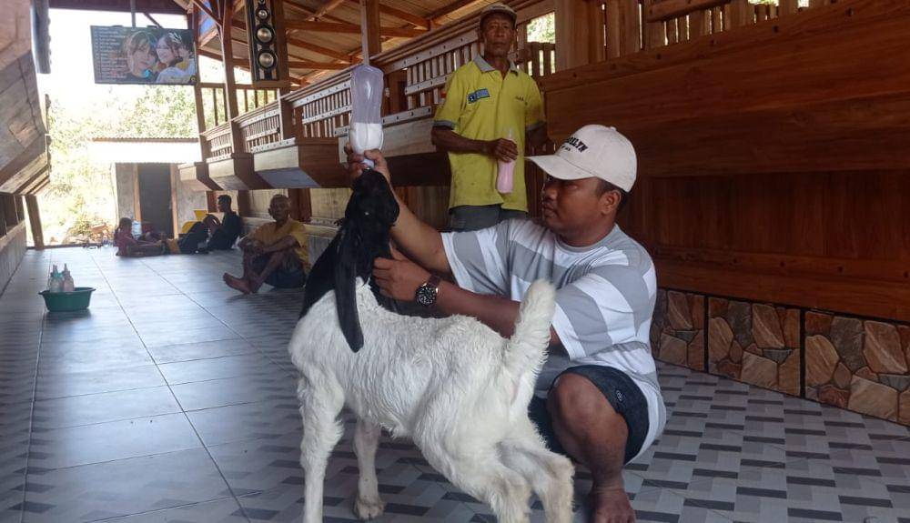 Kandang kambing mewah viral di media sosial. Dok Istimewa