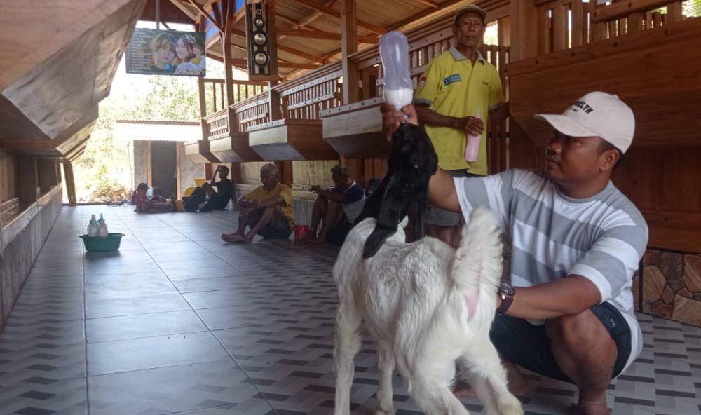 Kandang kambing mewah viral di media sosial. Dok Istimewa