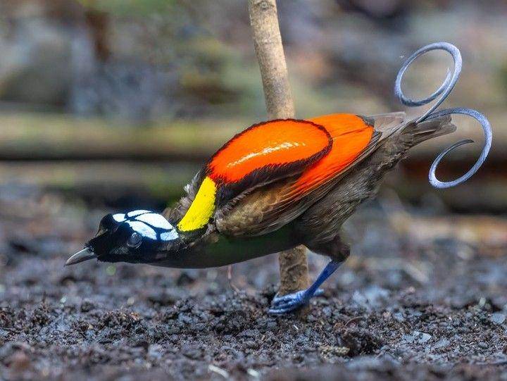 burung cendrawasih botak (instagram.com/eyes_of_mks)
