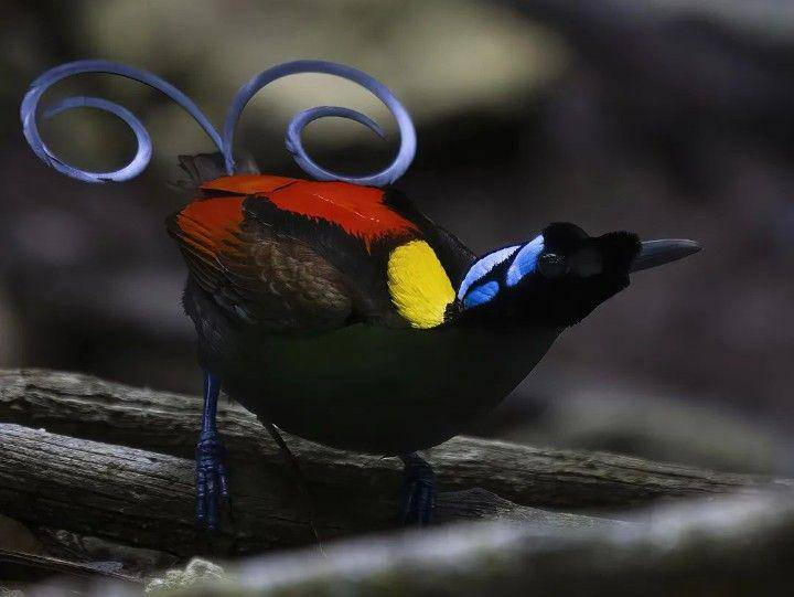 burung cendrawasih botak (instagram.com/rautonen)