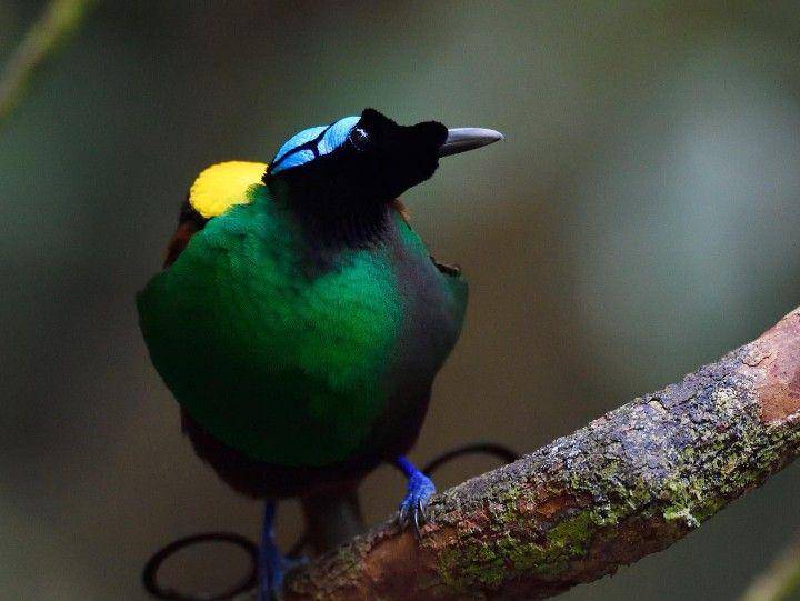 burung cendrawasih botak (instagram.com/staffanwidstrand)