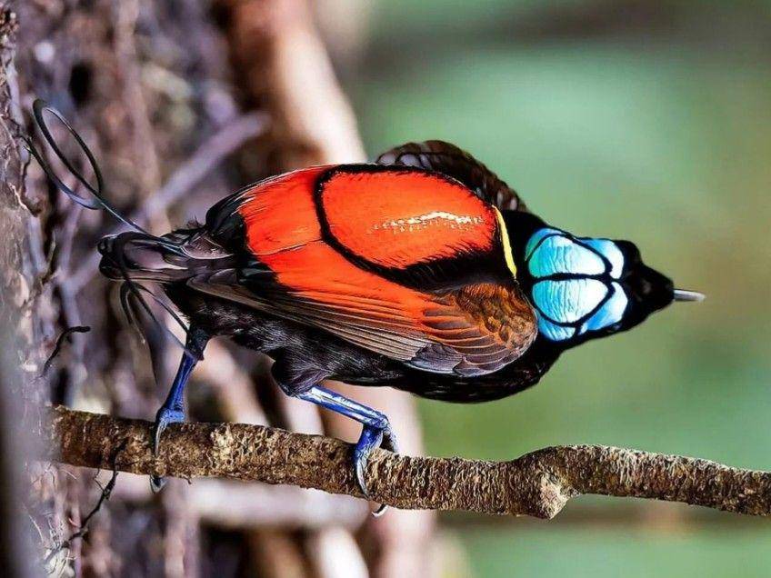 burung cendrawasih botak (instagram.com/yfc.01)