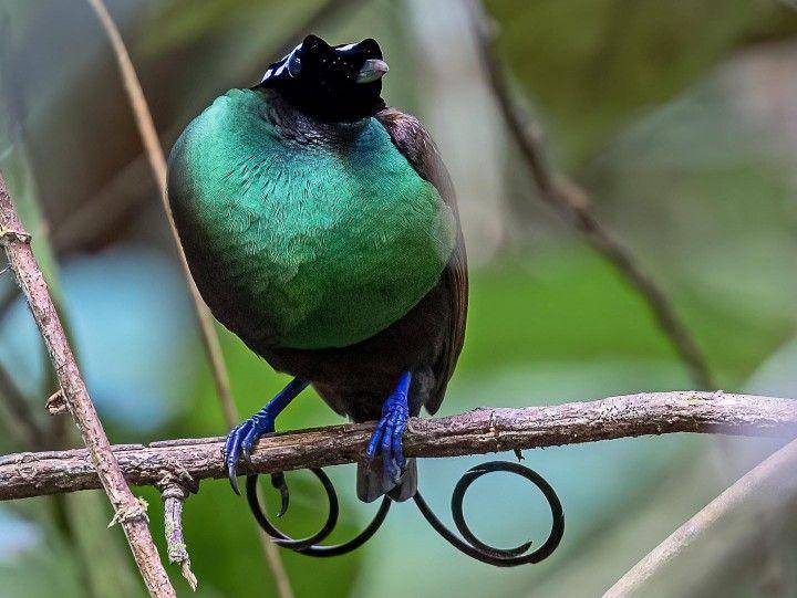 burung cendrawasih botak (instagram.com/lindsay_naturephotos)