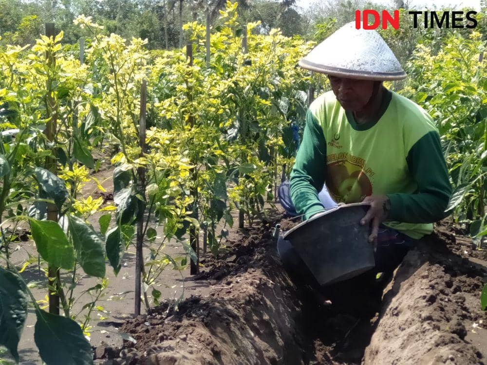 Tanaman Cabai Lahan Pasir di Bantul Diserang Penyakit Bule