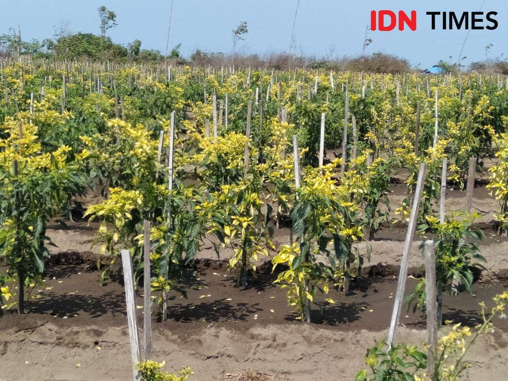 Tanaman cabai di lahan pasar yang diserang penyakit bule.(IDN Times/Daruwaskita)