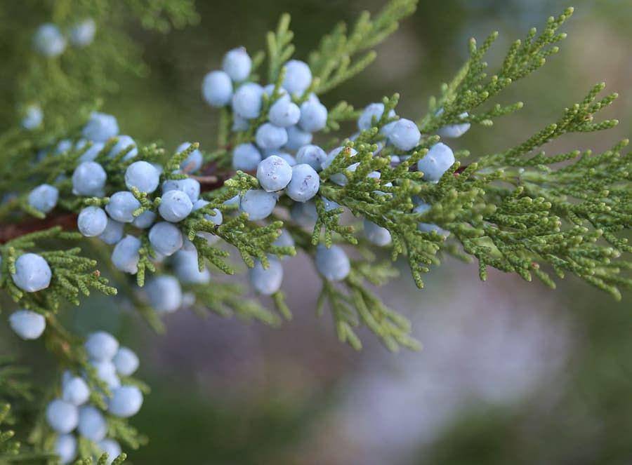ilustrasi beri juniper (commons.wikimedia.org/Dcrjsr)