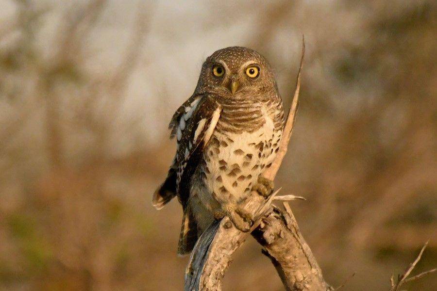 ilustrasi burung hantu (pexels.com/Frans van Heerden)