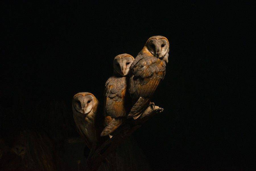 ilustrasi burung hantu (pexels.com/Throughmylife_in_ INDIA)