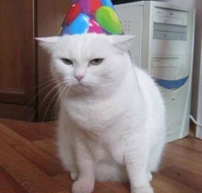potret ekspresi kocak kucing pas lagi ulang tahun (reddit.com/user/Both_Comfortable_298)
