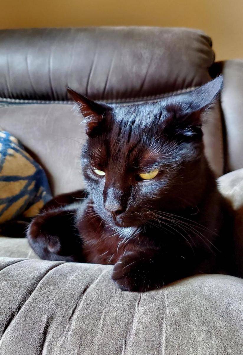 potret ekspresi kocak kucing pas lagi ulang tahun (reddit.com/user/fab50ish)