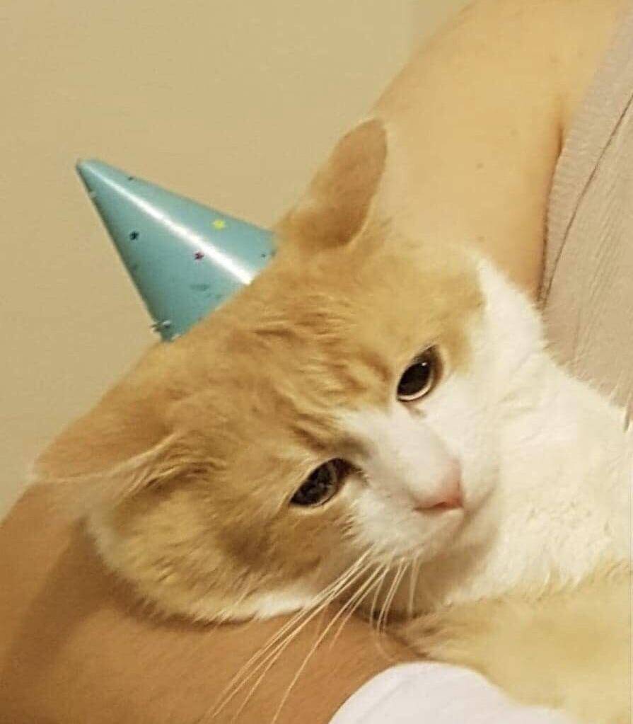 potret ekspresi kocak kucing pas lagi ulang tahun (reddit.com/user/Diana-k-diana)