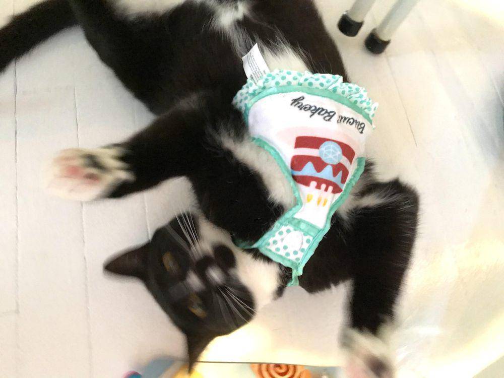 potret ekspresi kocak kucing pas lagi ulang tahun (reddit.com/user/lescerqueux)