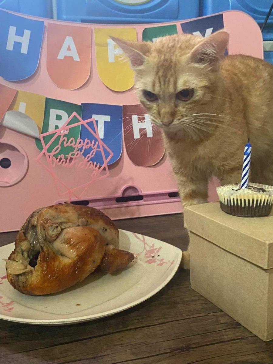 potret ekspresi kocak kucing pas lagi ulang tahun (reddit.com/user/Gyanne)