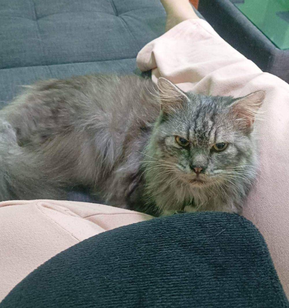 potret ekspresi kocak kucing pas lagi ulang tahun (reddit.com/user/Gyanne)