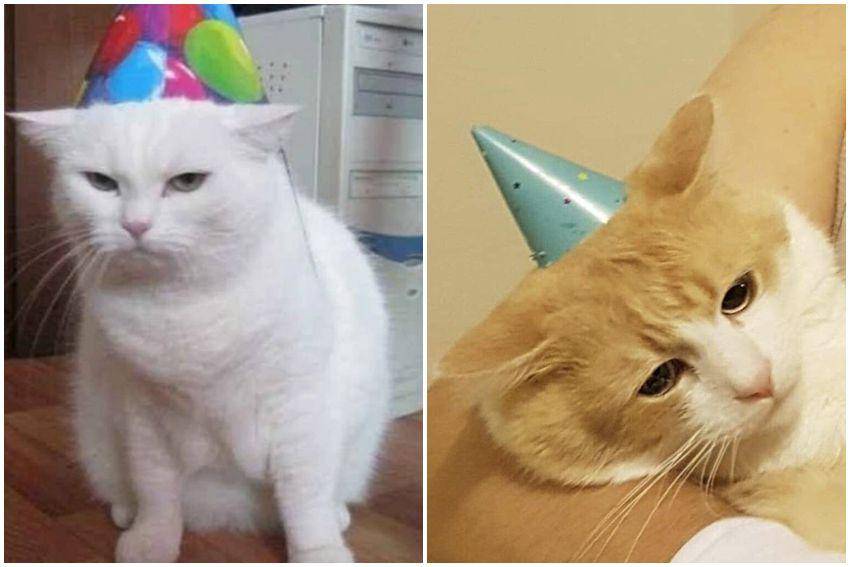 kolase potret ekspresi kocak kucing pas lagi ulang tahun (reddit.com/user/Both_Comfortable_298 | reddit.com/user/Diana-k-diana)