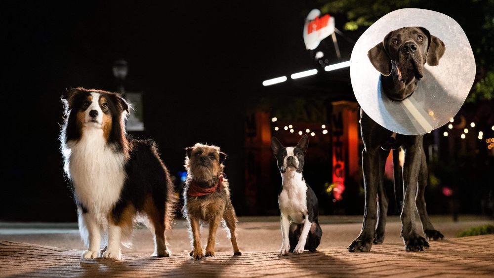 5 Fakta Strays, Film Komedi Anjing Jalanan yang Sukses Bikin Ngakak