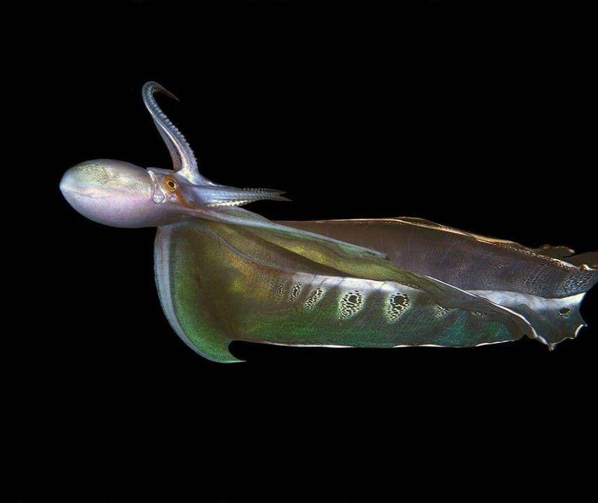 gurita selimut atau blanket octopus (instagram.com/steven_kovacs_photography)
