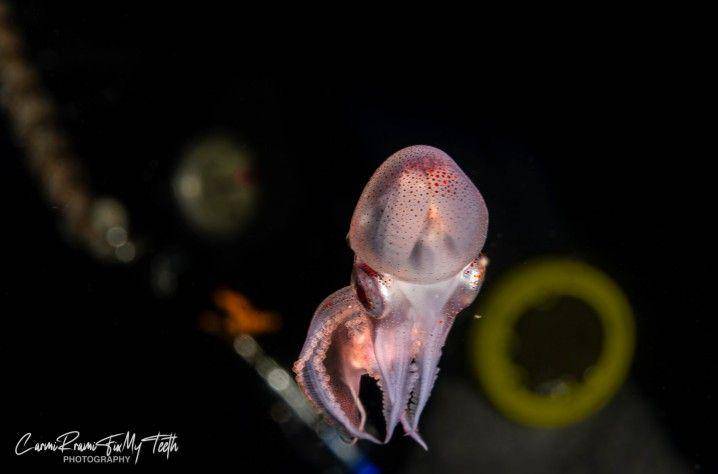 gurita selimut atau blanket octopus (instagram.com/carmiramifixmyteeth)