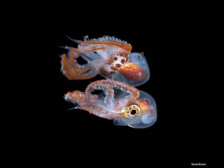gurita selimut atau blanket octopus (instagram.com/steven_kovacs_photography)