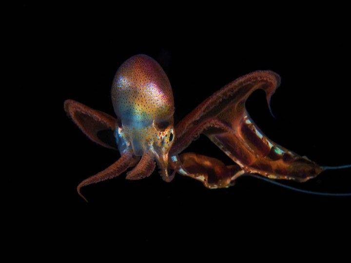 gurita selimut atau blanket octopus (instagram.com/matteo_visconti_uw)