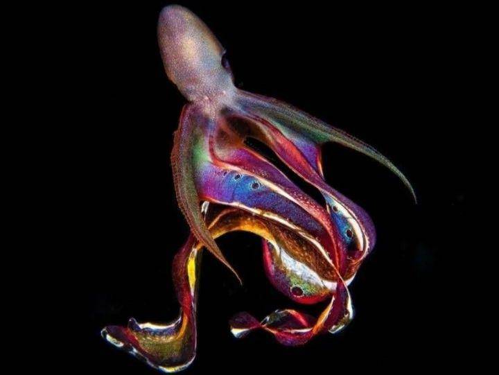 gurita selimut atau blanket octopus (instagram.com/yfc.01)