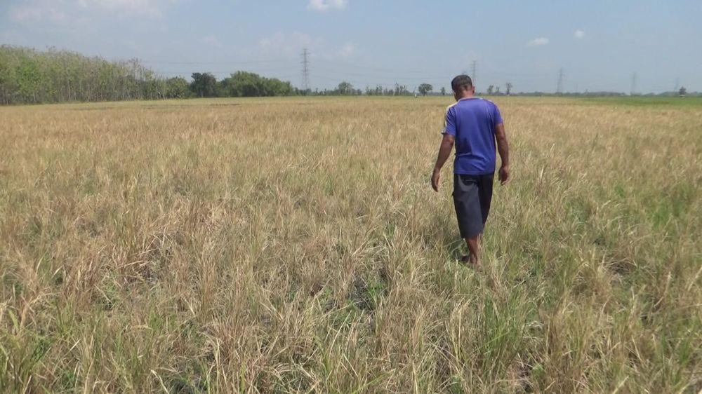 Sumur Tak Keluar Air, Tanaman Padi di Ngawi Gagal Panen