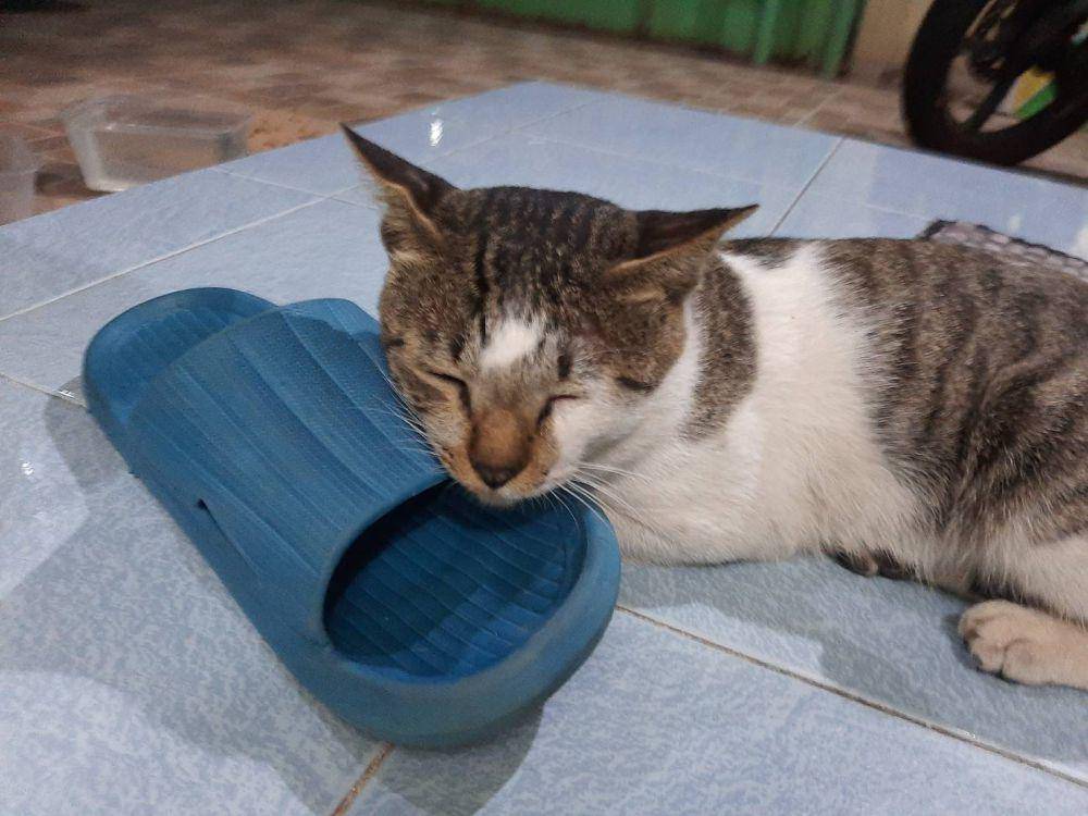 potret gemas kucing tidur di sandal (reddit.com/user/Farez16)