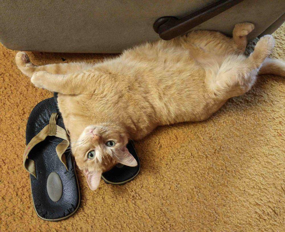 potret gemas kucing tidur di sandal (reddit.com/user/SapperInTexas)
