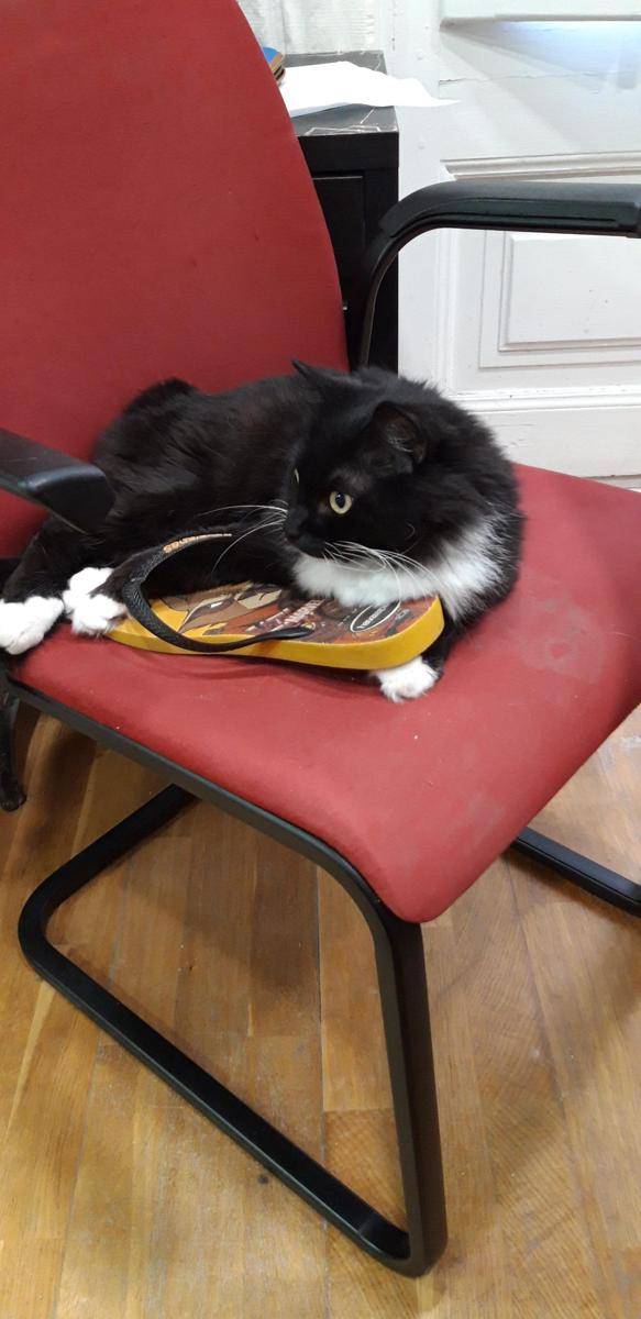 potret gemas kucing tidur di sandal (reddit.com/user/Legenderik2019)