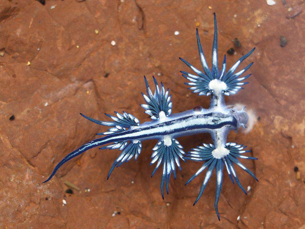 Siput laut biru (commons.m.wikimedia.org/Poyt448, Peter Woodard)