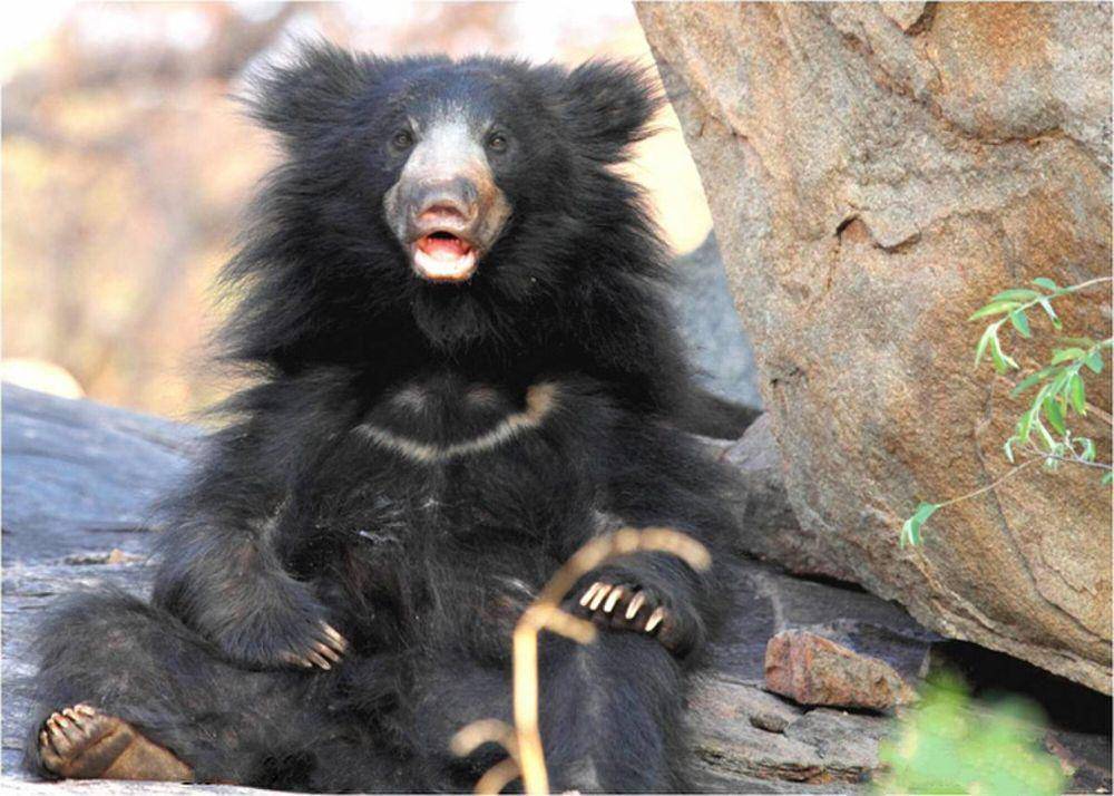 Beruang sloth (commons.m.wikimedia.org/Samadkottur)