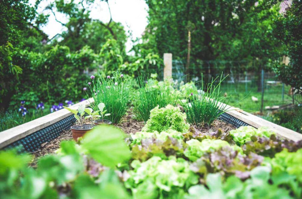 Kebun sayur(unsplash.com/@markusspiske)
