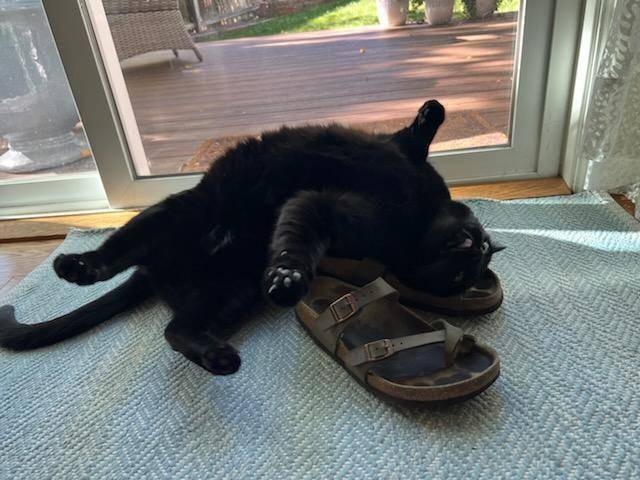 potret gemas kucing tidur di sandal (reddit.com/user/shoostrings)