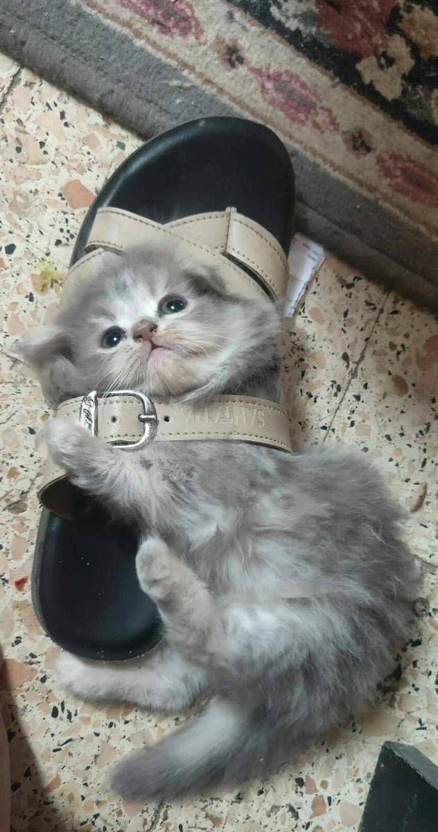potret gemas kucing tidur di sandal (reddit.com/user/youssef69696969)