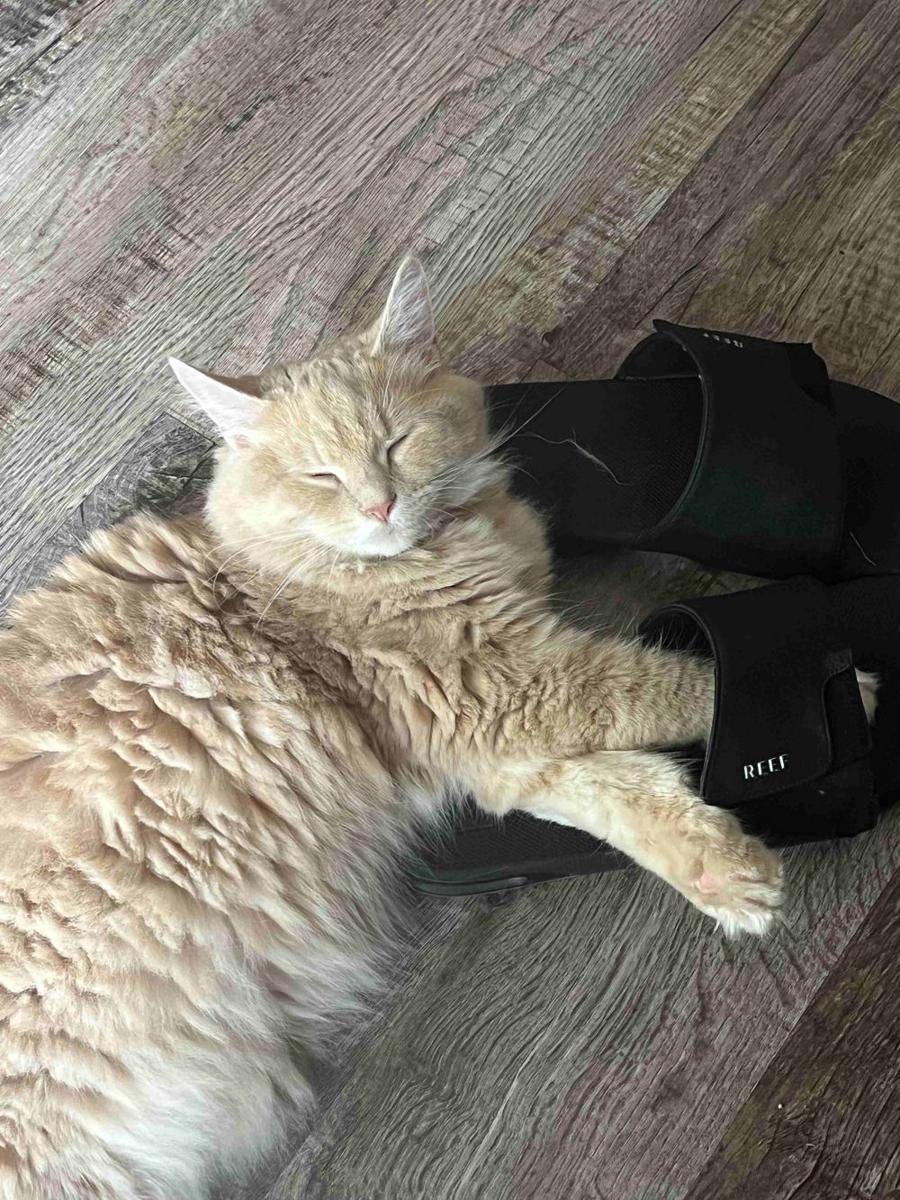 potret gemas kucing tidur di sandal (reddit.com/user/Tnally91)