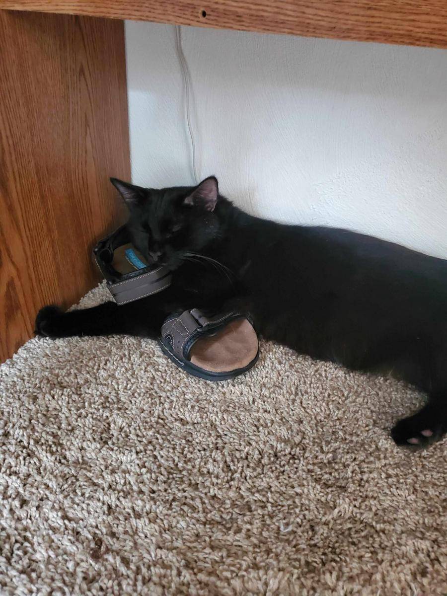 potret gemas kucing tidur di sandal (reddit.com/user/ThePCG16)