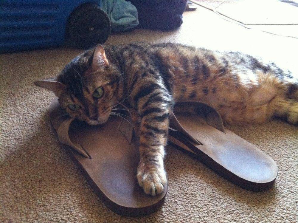 potret gemas kucing tidur di sandal (reddit.com/user/boulderkitty)