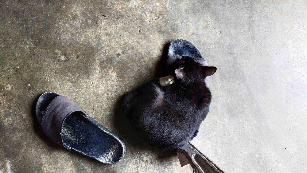 potret gemas kucing tidur di sandal (reddit.com/user/Hikari-Nogami)