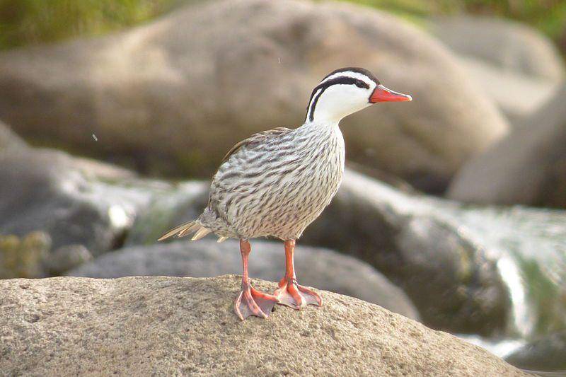 torrent duck jantan di atas batu (commons.wikimedia.org/Alejandro Bayer Tamayo)