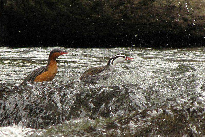 Sepasang torrent duck mengarungi derasnya arus sungai. (commons.wikimedia.org/Alejandro Bayer Tamayo)