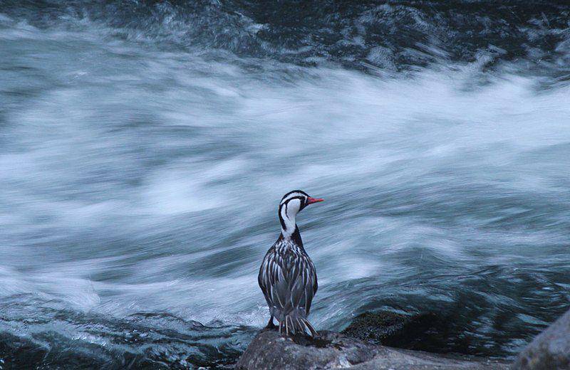 Torrent duck jantan mengamati sungai berarus deras yang jadi habitat aslinya. (commons.wikimedia.org/Benbedard)