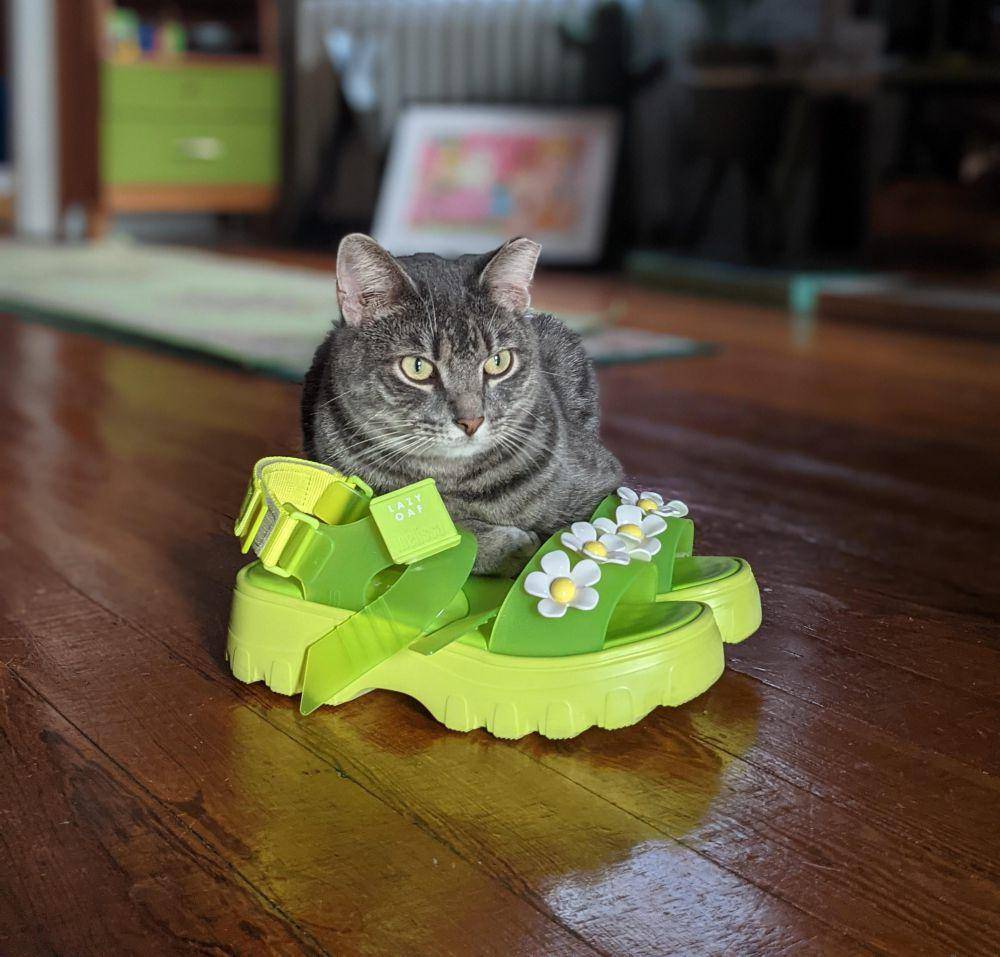 potret gemas kucing tidur di sandal (reddit.com/user/ande_bean)