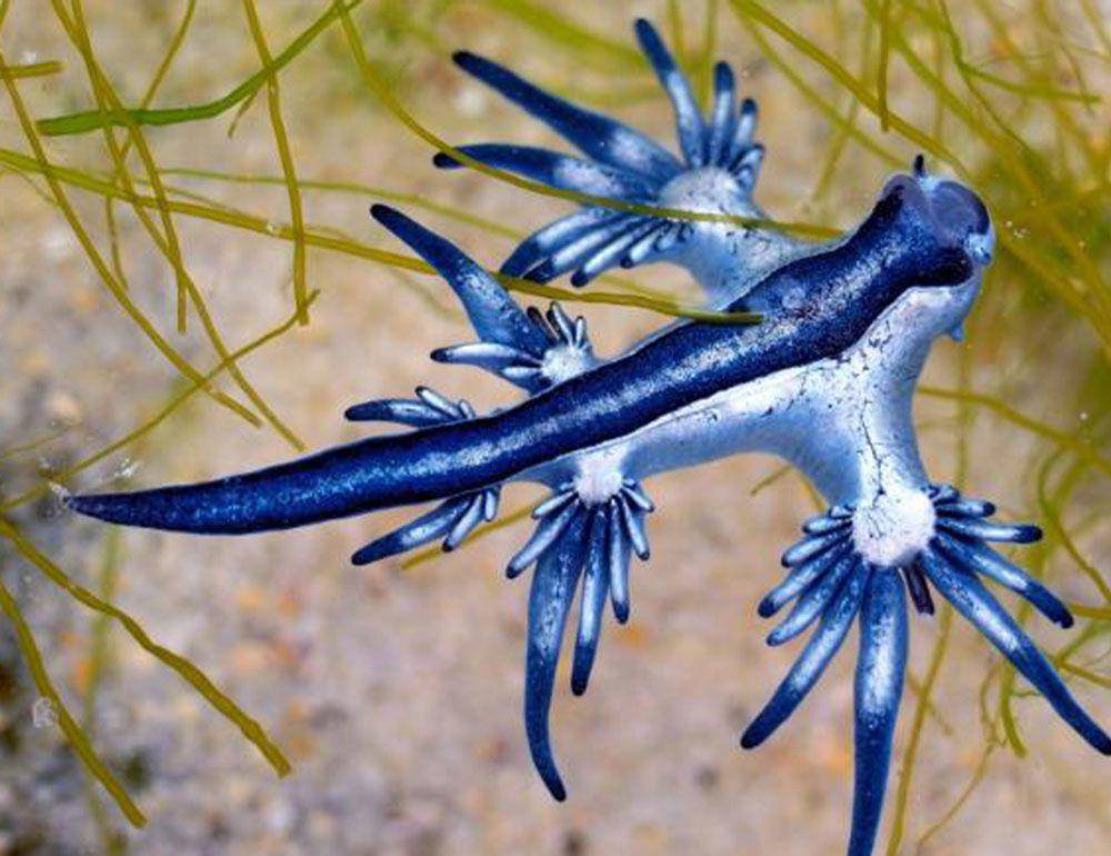 Siput laut biru (freetheocean.com/Free the Ocean)