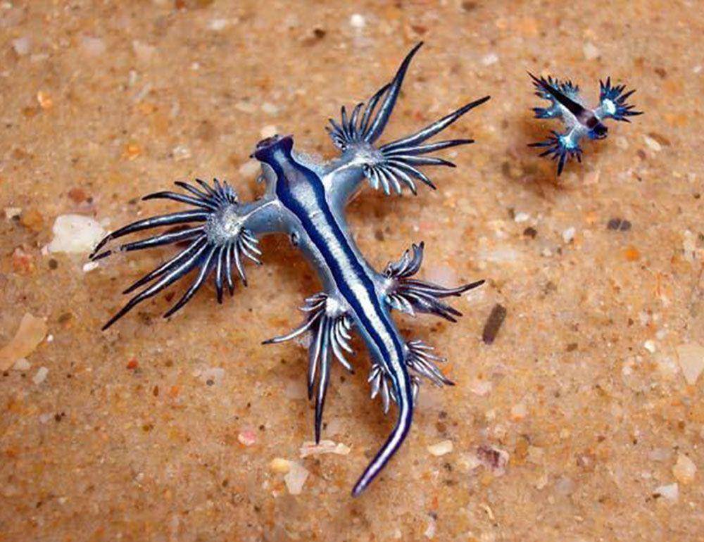 Siput laut biru (freetheocean.com/Free the Ocean)