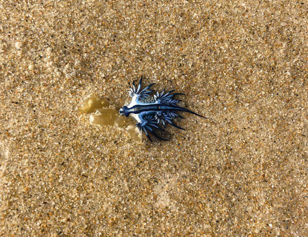 Siput laut biru (freetheocean.com/Free the Ocean)