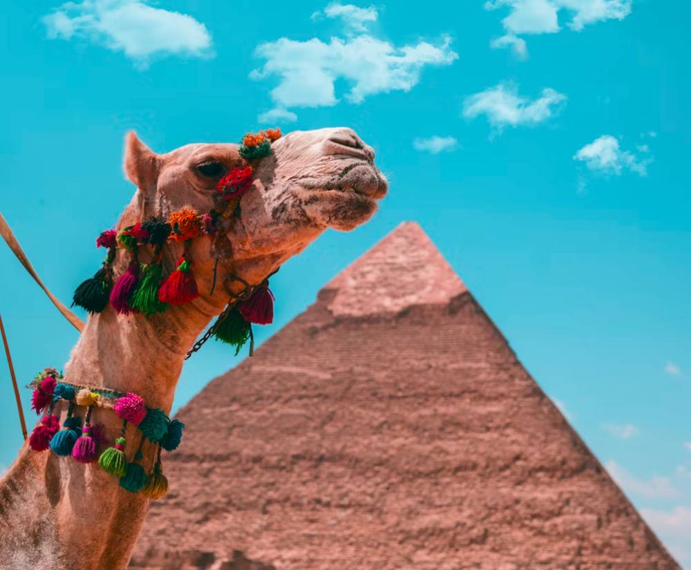 ilustrasi keberagaman hayati sebagai bagian dari budaya (unsplash / Omar Elsharawy)