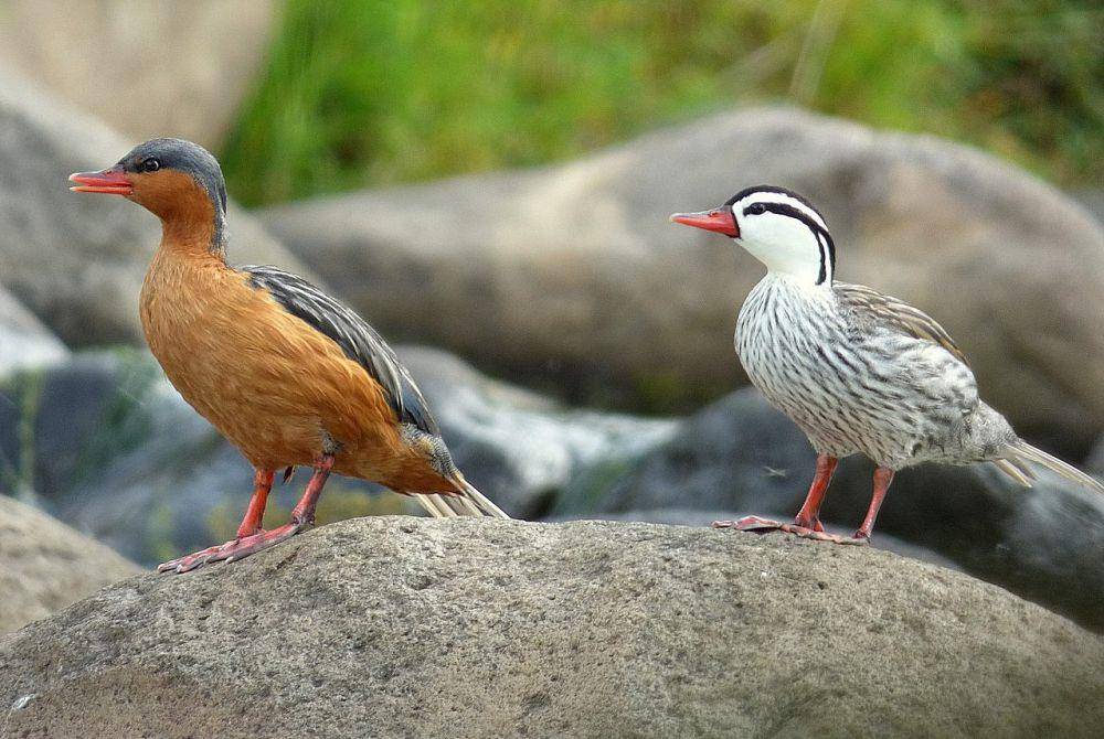 sepasang torrent duck di atas batu (commons.wikimedia.org/Alejandro Bayer Tamayo)