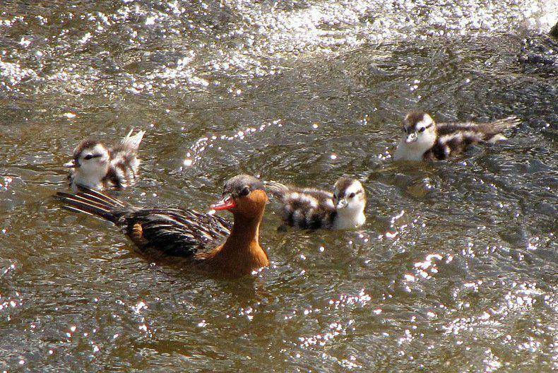 torrent duck betina dan anak-anaknya (commons.wikimedia.org/Alejandro Bayer Tamayo)