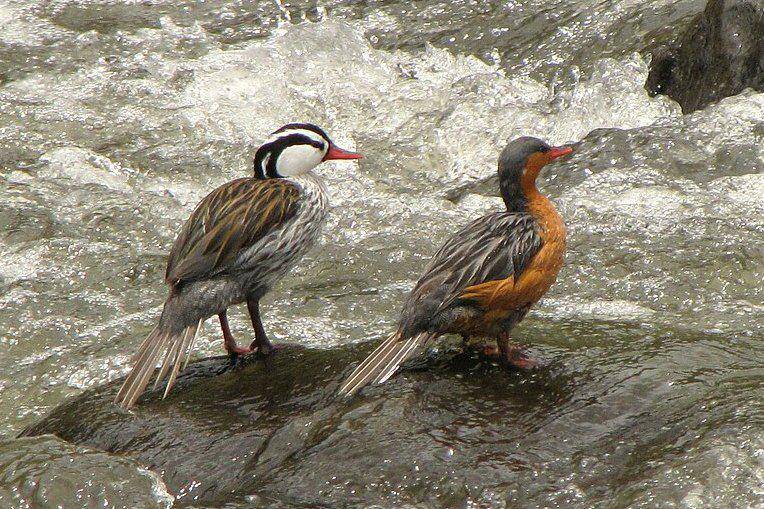 sepasang torrent duck di tengah sungai (commons.wikimedia.org/Alejandro Bayer Tamayo)